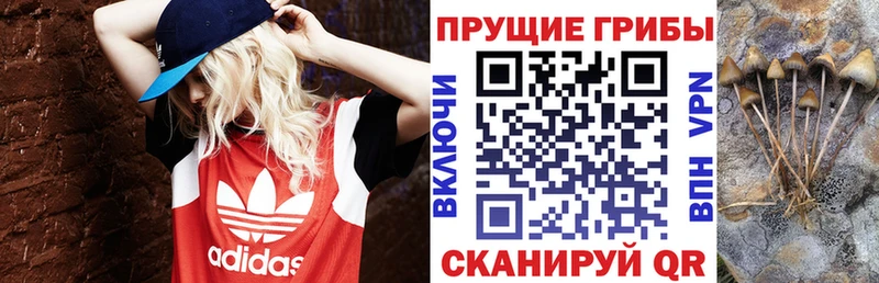 Псилоцибиновые грибы GOLDEN TEACHER  цены наркотик  KRAKEN ССЫЛКА  Балабаново 